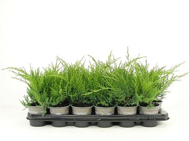 Juniperus Pfit Gold Coast