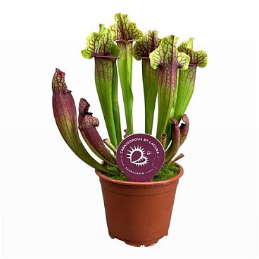 Sarracenia Mitchelliana