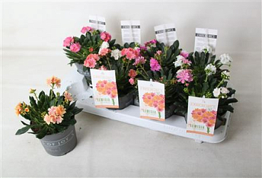 Lewisia Mountain Dreams