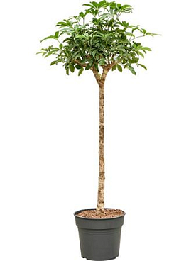 Schefflera On Stem