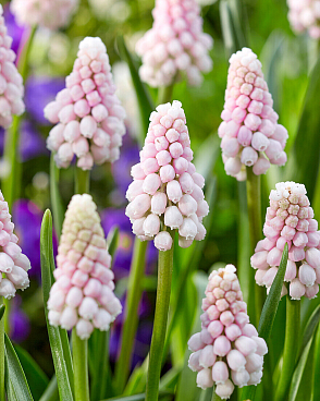 Мускари Пинк Санрайз | Оптовая цветочная компания «Флора Групп» Мускари Пинк Санрайз