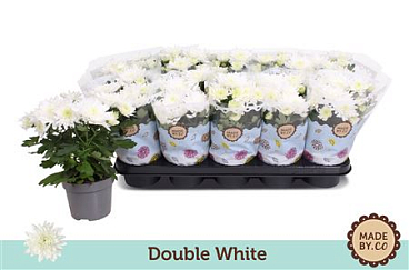Chrys Double White