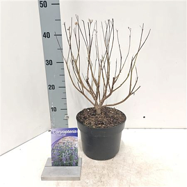 Caryopteris Cland Thetis