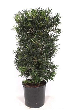 Podocarpus Macrophylla