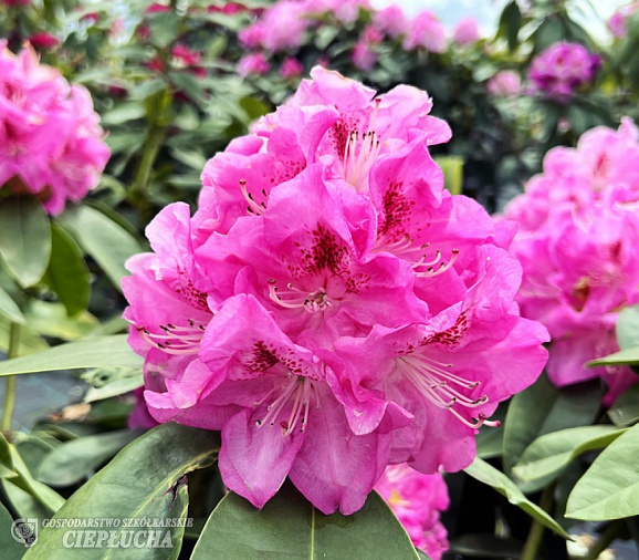 Рододендрон гибридный Беков