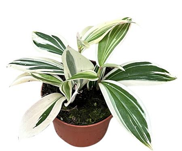 Costus Arabicus Variegata