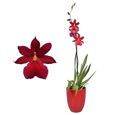 Cambria 1st Nelly Isler Red Velvet In Red Ceramic