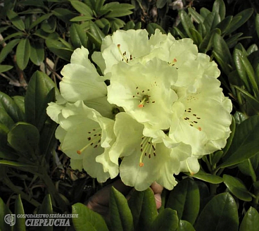 Рододендрон гибридный Голдкрон