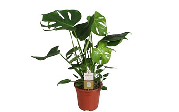 Monstera Deliciosa 5pp