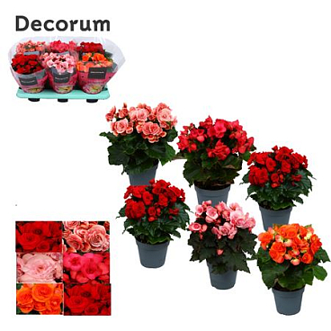 Begonia Mix No White & Yellow (decorum)