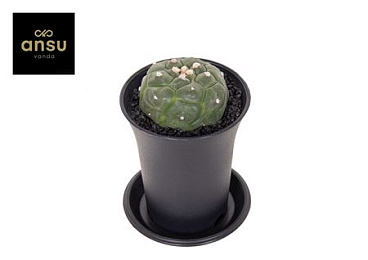 Astrophytum Asterias Kikko Lizard Skin