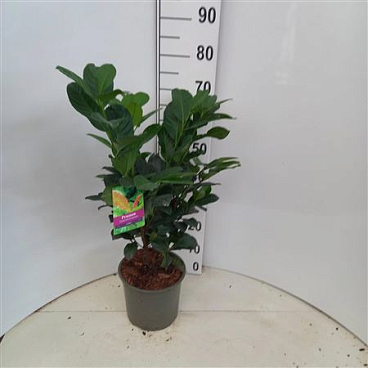 Prunus Laur Etna