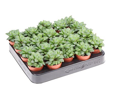 Haworthia Retusa