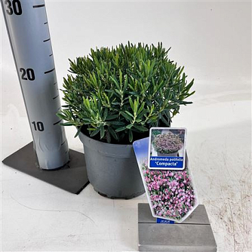Andromeda Polifolia Compacta