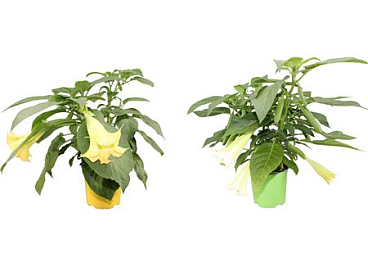 Brugmansia Bush Mix