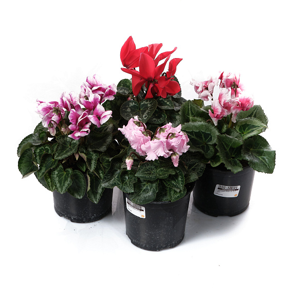 Цикламен Микс | Оптовая цветочная компания «Флора Групп» Цикламен Микс