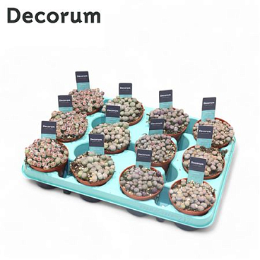 Lithops Mix (decorum) +steker