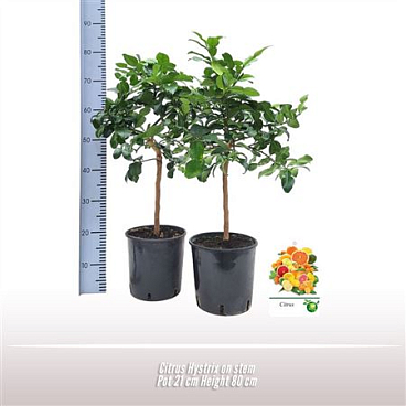 Citrus Hystrix On Stem