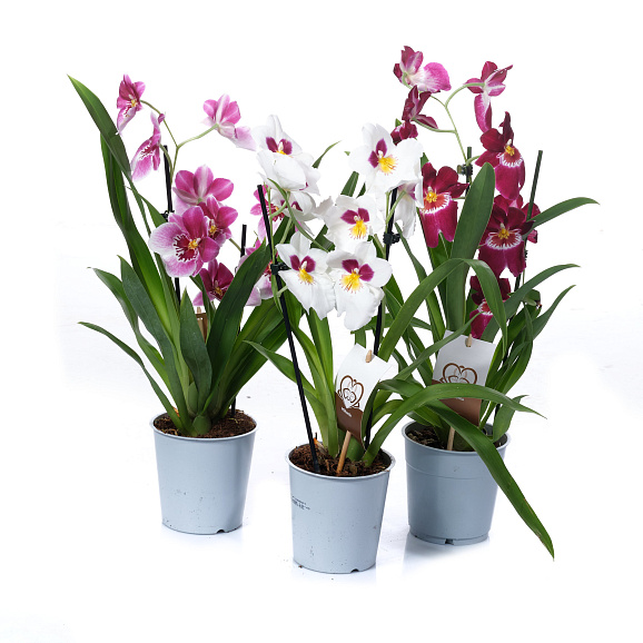 Мильтония Микс 2 ст