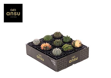Cactus Mix In Design Frame