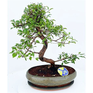 Bonsai Driptray
