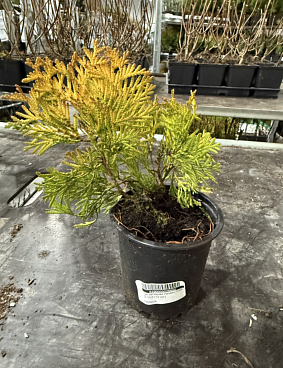 Туя западная Голден Глоб