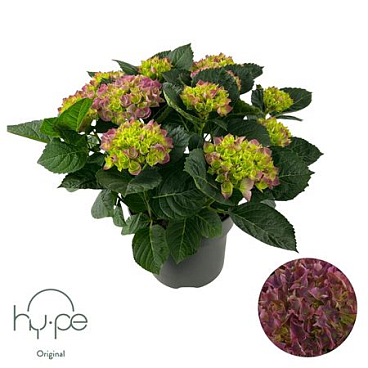 Hydrangea Ma Purple 7+ (hy-pe)