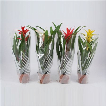 Guzmania Mix In Sleeve