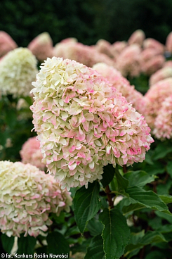 Гортензия метельчатая Ливинг Саммер Лав