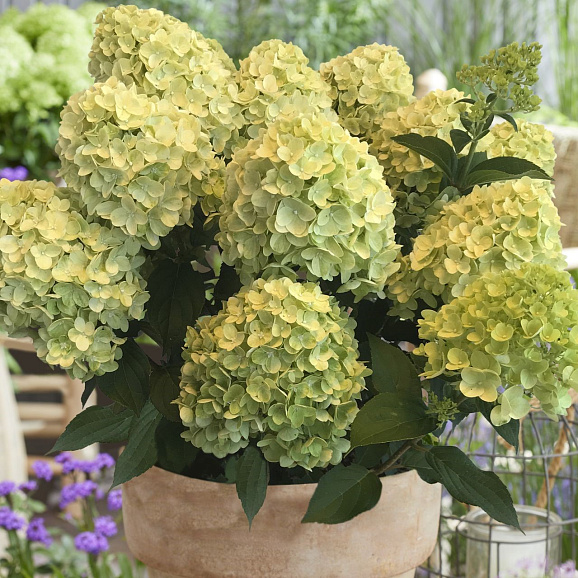 Гортензия метельчатая Гарденлайт Лемон Лайт