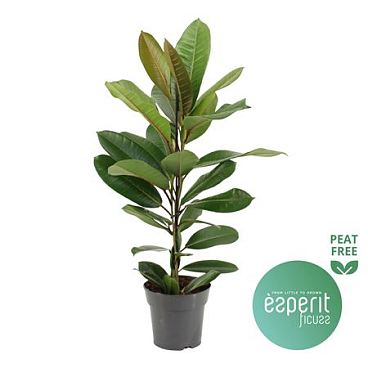 Ficus Americana Tresor