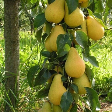 Груша обыкновенная Декора колоновидная в тубе