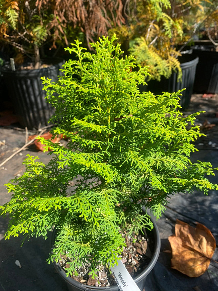 Кипарисовик туполистный Мелоди