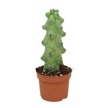 Myrtillocactus Boobie