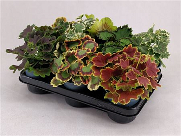 Geranium Mix
