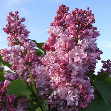 Сирень обыкновенная Первый Поцелуй