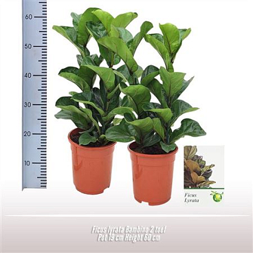 Ficus Lyrata Bambino