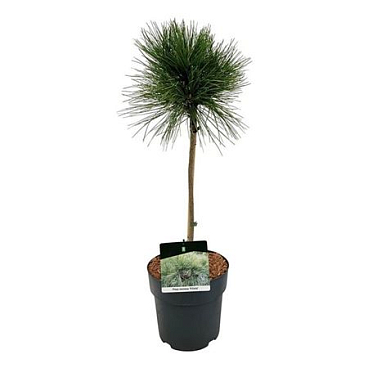 Pinus Resinosa Pillnitz On Stem