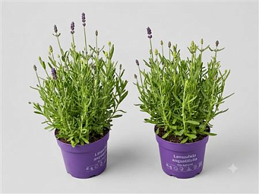 Lavandula An Mixmasters Blue White Xl