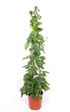 Epipremnum Aureum Piramide