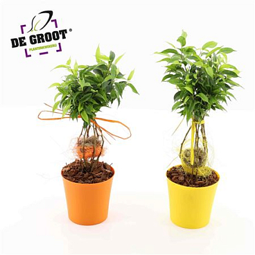 Ficus Nest