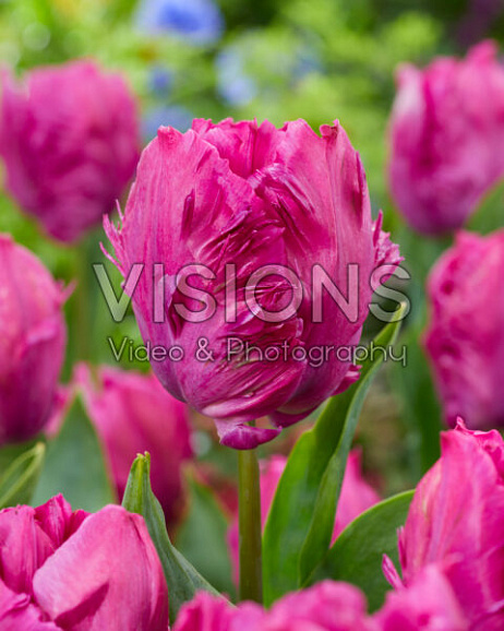 Тюльпан попугайный Пэррот Принц