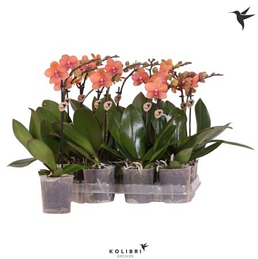 Phal 1st Orange 10+ (ok)