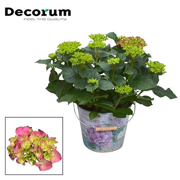 Hydrangea Boll Red 7+ In Bucket (decorum)