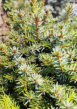 Ель сербская Нана