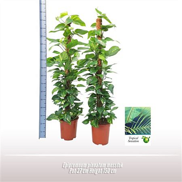 Epipremnum Pinnatum Moss Pole