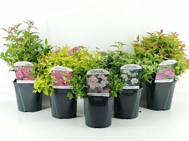 Spiraea Japonica Mix