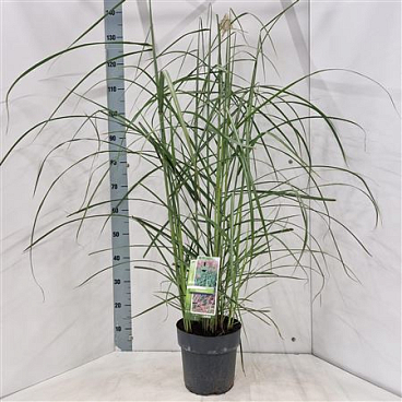 Miscanthus Sin Malepartus