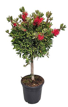 Callistemon Laevis On Stem