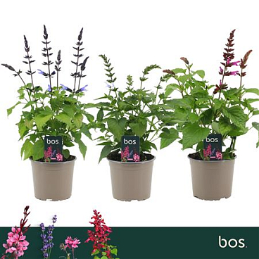 Salvia Salgoon Lake Mix